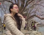 Cuộc sống trở lại tại Trung Quốc: Công viên mở cửa, người dân đi ngắm hoa anh đào