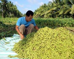 Nông dân An Giang làm giàu từ cây đậu nành rau