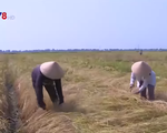 Nông dân Thừa Thiên - Huế thu hoạch lúa chống úng
