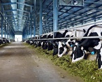 Ghé thăm trang trại bò sữa hữu cơ đạt chuẩn châu Âu đầu tiên ở Việt Nam