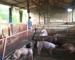 Bộ NN&PTNT đề nghị các cơ sở chăn nuôi nhỏ lẻ giảm giá lợn xuống 70.000 đồng/kg