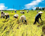 Giá gạo của các nước châu Á ở mức cao