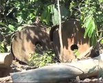 Phú Yên: Phát hiện thêm 35 mét khối gỗ chưa đưa ra khỏi rừng