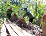 Khởi tố vụ lâm tặc mở đường để phá rừng ở Phú Yên
