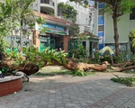 Bộ GD&ĐT yêu cầu khẩn trương kiểm tra cây xanh trong trường học
