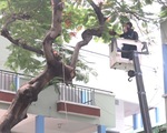 Đốn bỏ cây phượng 'biểu tượng' còn lại ở trường THCS Bạch Đằng, học sinh đi học trở lại bình thường