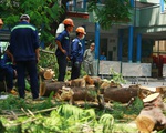 Vụ cây phượng đổ làm chết học sinh: Sở GD&ĐT TP.HCM ra công văn khẩn