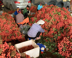 Vượt khó mùa COVID-19, Bắc Giang tăng thu gần 500 tỷ đồng từ vải thiều