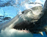 Bị cá mập trắng 'khủng' tấn công, người lướt ván thiệt mạng tại bờ biển Australia