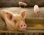 Chủng virus cúm lợn mới ở Trung Quốc đang lây lan sang người