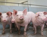 Nhẫn tâm bán lợn giống nhiễm tả lợn châu Phi cho nông dân