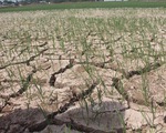 Gần 55.000 ha cây trồng ở Trung Bộ bị thiếu nước