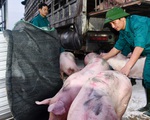Thái Lan giảm xuất khẩu thịt lợn
