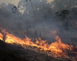 Hơn 6.800 vụ cháy rừng Amazon diễn ra trong tháng 7/2020