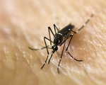 Israel phát hiện muỗi nhiễm virus Tây sông Nile chết người