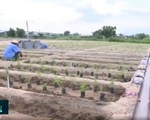 Ninh Thuận: Cánh đồng lớn cho cây đặc hữu vùng khô hạn