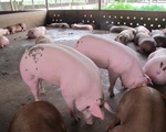 Vì sao giá lợn hơi tăng trở lại, trong khi cơ quan chức năng nói giá sẽ giảm?