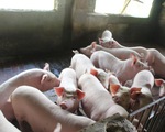 Giá lợn hơi tiếp tục giảm, xuống dưới mốc 70.000 đồng/kg