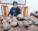 Phát hiện, thu giữ 15 cá thể rùa không có giấy tờ, chứng minh nguồn gốc
