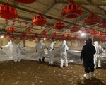 Hàn Quốc ghi nhận thêm trường hợp mắc cúm gia cầm độc lực cao