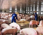 Giá thịt lợn tăng lên từng ngày