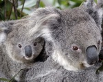 Tiêm vaccine ngừa bệnh lây qua đường tình dục chlamydia để kéo dài sự sống cho koala