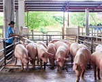 Giá lợn hơi “tuột dốc”, người chăn nuôi khốn đốn