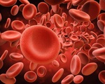Vai trò quan trọng của tế bào hồng cầu trong hệ thống miễn dịch của con người