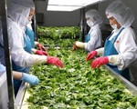 Xuất khẩu rau quả Việt Nam vượt ngưỡng 3,1 tỷ USD