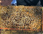 Từ vụ mật ong Việt bị Mỹ điều tra phá giá: Tránh tập trung vào 1 thị trường