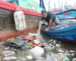 Phú Yên: Cá nuôi trên sông chết hàng loạt do sốc nước ngọt