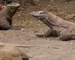 Nhân giống rồng Komodo để tránh nguy cơ tuyệt chủng