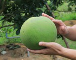 60 ngày tới, trái bưởi Việt Nam chính thức được xuất khẩu vào Mỹ