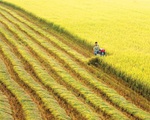 Thủ tướng đồng ý chuyển mục đích sử dụng 21,17ha đất trồng lúa tại Cần Thơ