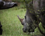 Nam Phi bắt giữ vụ vận chuyển 63 kg sừng tê giác lậu sang Malaysia