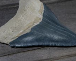 Hóa thạch răng cá mập 'khủng' nặng 1,3 kg và dài 17 cm