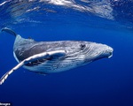 Phát hiện mới thú vị về cá voi: Từng sống trên cạn, ăn thịt và đi bằng 4 chân