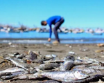 Tảo “sát thủ” khiến hơn 4.200 tấn cá hồi chết tại Chile