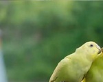 Cảnh hôn của Địch Lệ Nhiệt Ba trong 'Trường ca hành' được làm mờ bằng hai chú chim