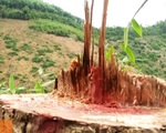 Phức tạp tình trạng phá rừng chiếm đất sản xuất