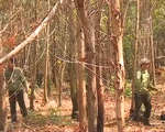 Đắk Lắk: Triển khai nhiều biện pháp phòng cháy, chữa cháy rừng
