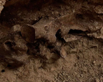Phát hiện hóa thạch ngựa 14.000 năm tuổi khi xây bể bơi ở Las Vegas