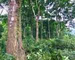Thiếu nhiều quy định về thị trường tín chỉ carbon từ rừng