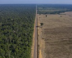 Năm 2021 có thể ghi nhận kỷ lục phá rừng Amazon trong năm thứ 4 liên tiếp