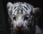 Hổ trắng quý hiếm ra đời ở Vườn thú quốc gia Cuba