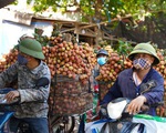 Hơn 98.000 tấn vải thiều Bắc Giang đã được tiêu thụ