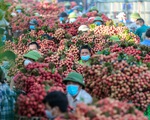 Không “ngăn sông, cấm chợ” xe chở vải thiều từ Bắc Giang
