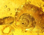 Phát hiện hóa thạch loài ốc sên mới mắc kẹt 99 triệu năm trong hổ phách