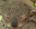 Australia xem xét đưa gấu Koala vào diện nguy cấp