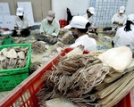Xuất khẩu mực, bạch tuộc sang Mỹ tăng “phi mã”